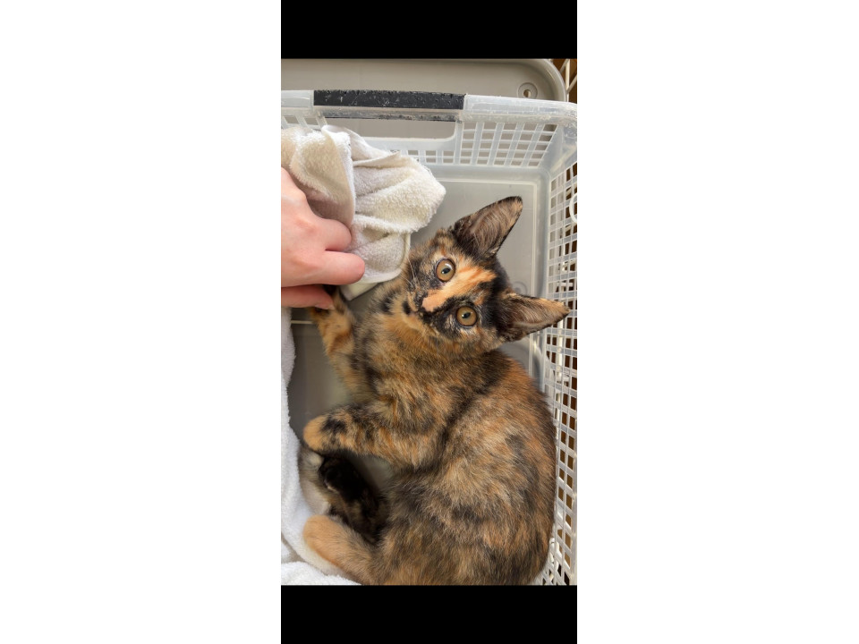 サビ柄の女の子　ヒョウ柄耳が♡