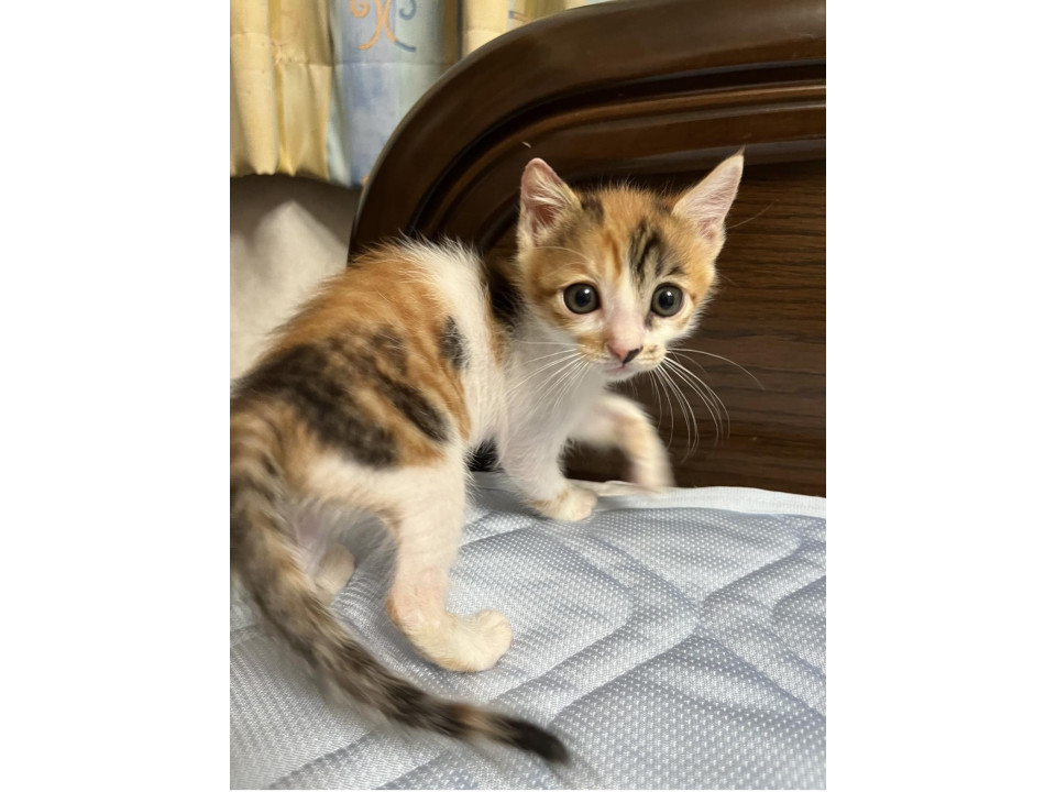 まんまるお目目の　三毛猫ダボちゃん❤️