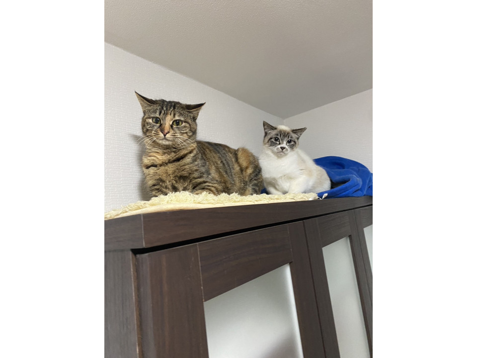 姉妹猫小柄なキジムギと可愛いシャム