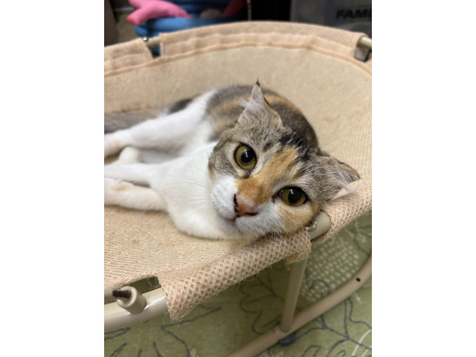 可愛い耳がチャームポイントのシャロン