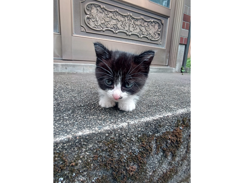 白黒ハチワレちゃん
