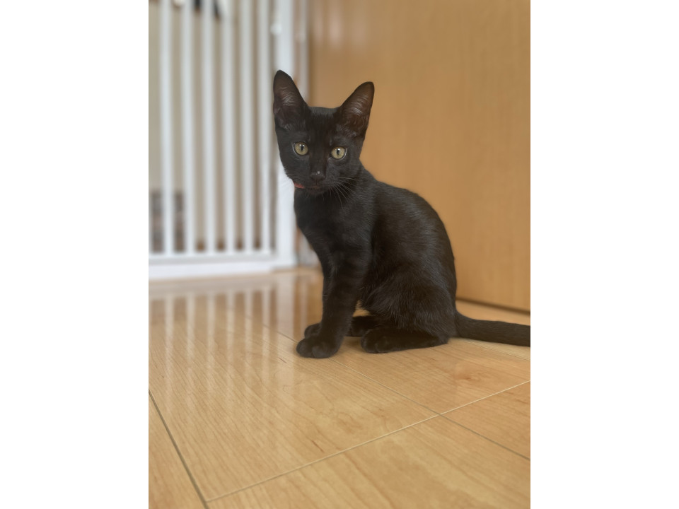 レスキューされた黒猫の男の子✨