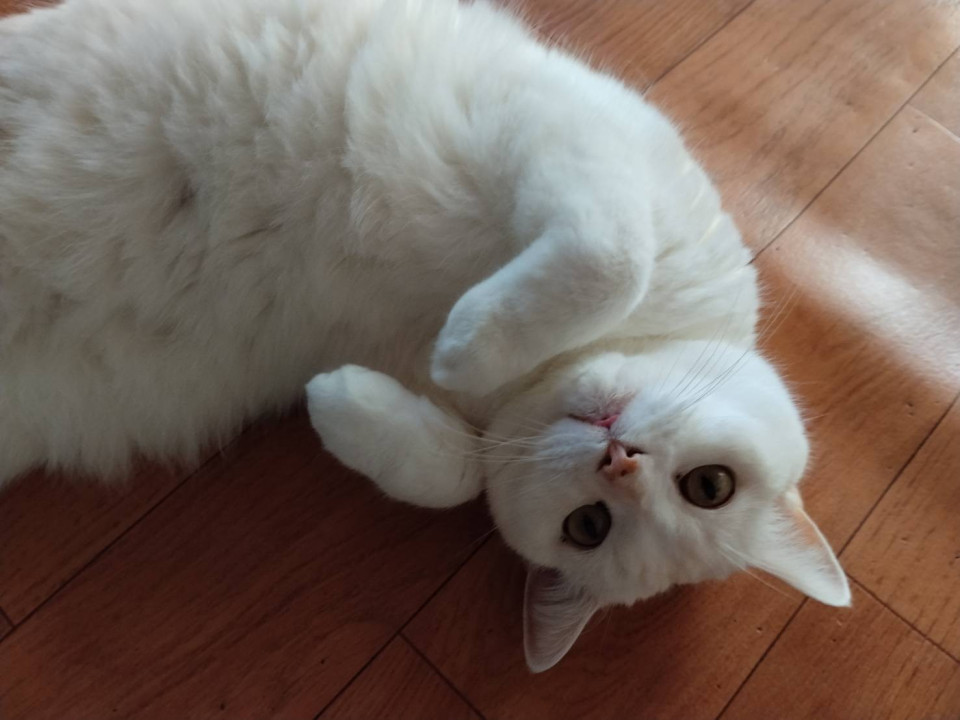 スコティッシュ