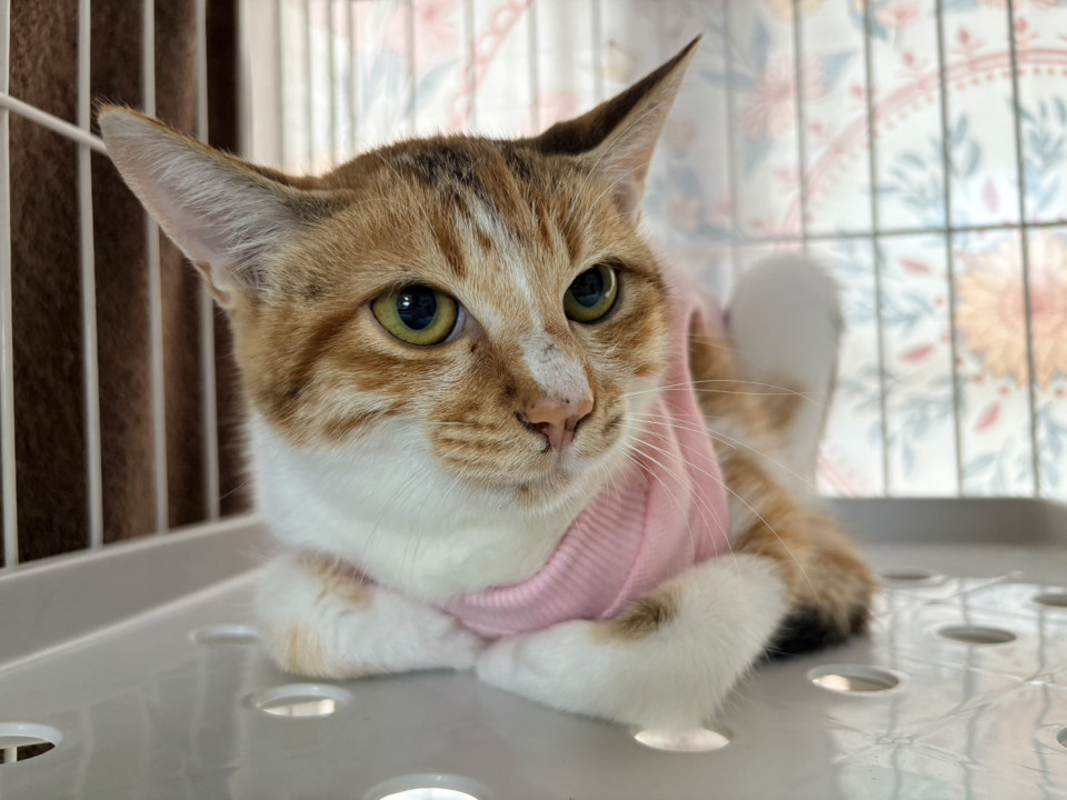 三毛猫ちゃん3ヶ月　避妊手術済