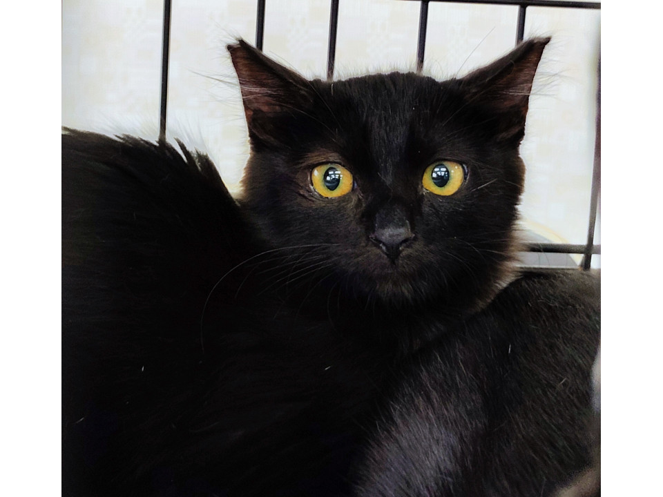 半長毛黒猫クロネ女の子人なれしてます