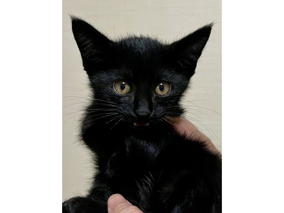 イケにゃん 黒猫ちゃん