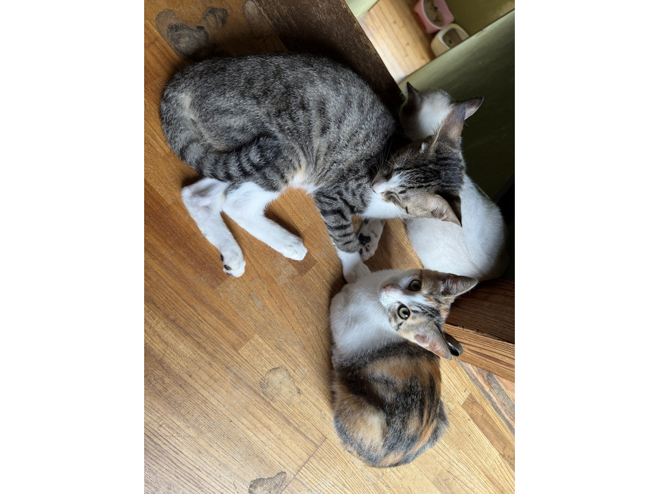 かわいい子猫ちゃんたち！