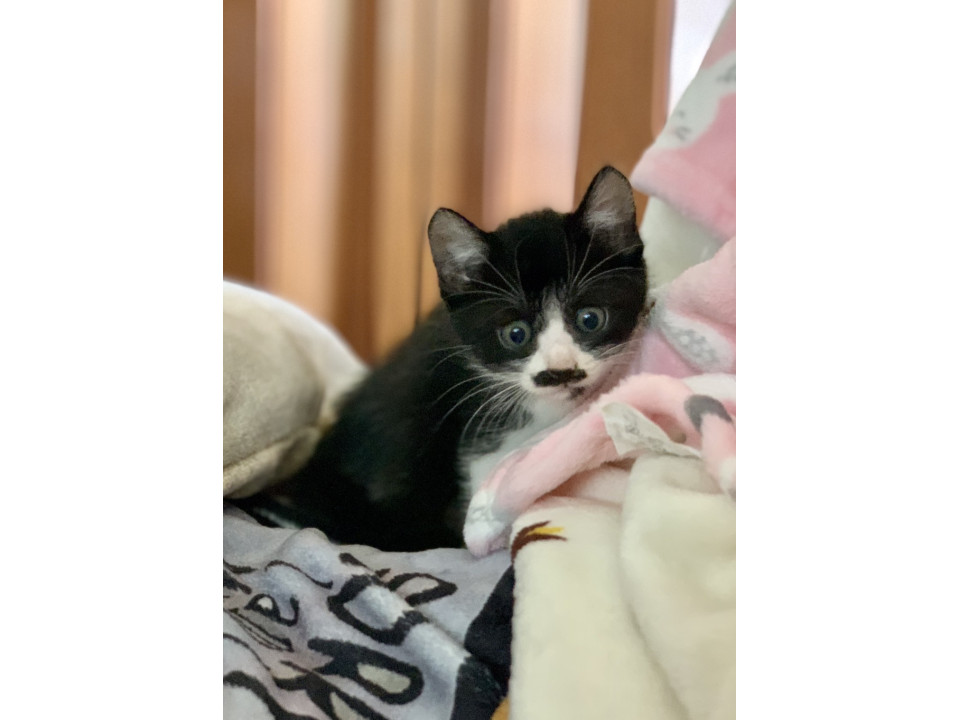 迷い子猫