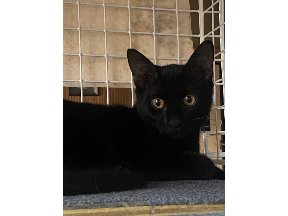 元気いっぱい黒猫のゴマくん