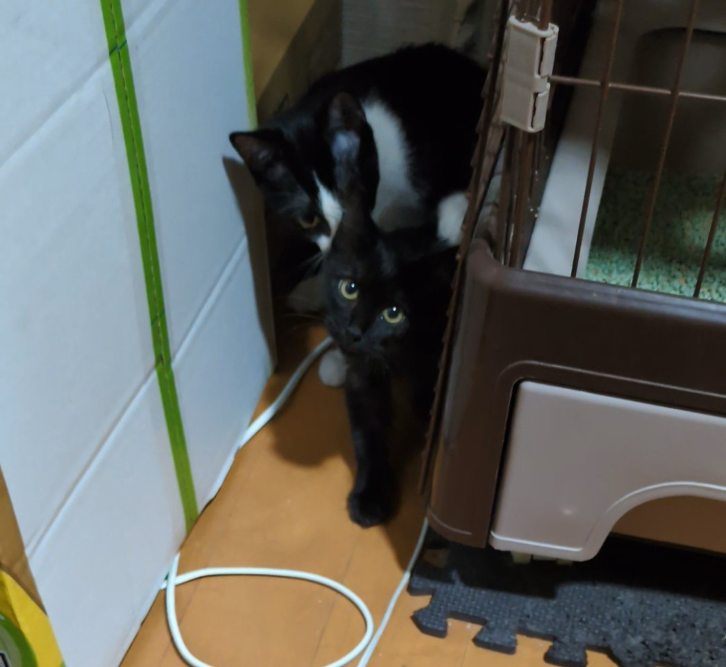 長毛でお兄ちゃん猫が大好きな可愛い女の子