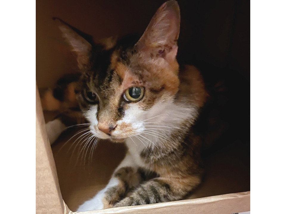 飼い主施設入居 残されたミミちゃん