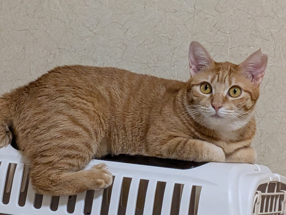狭い檻の中に閉じ込められていた猫達
