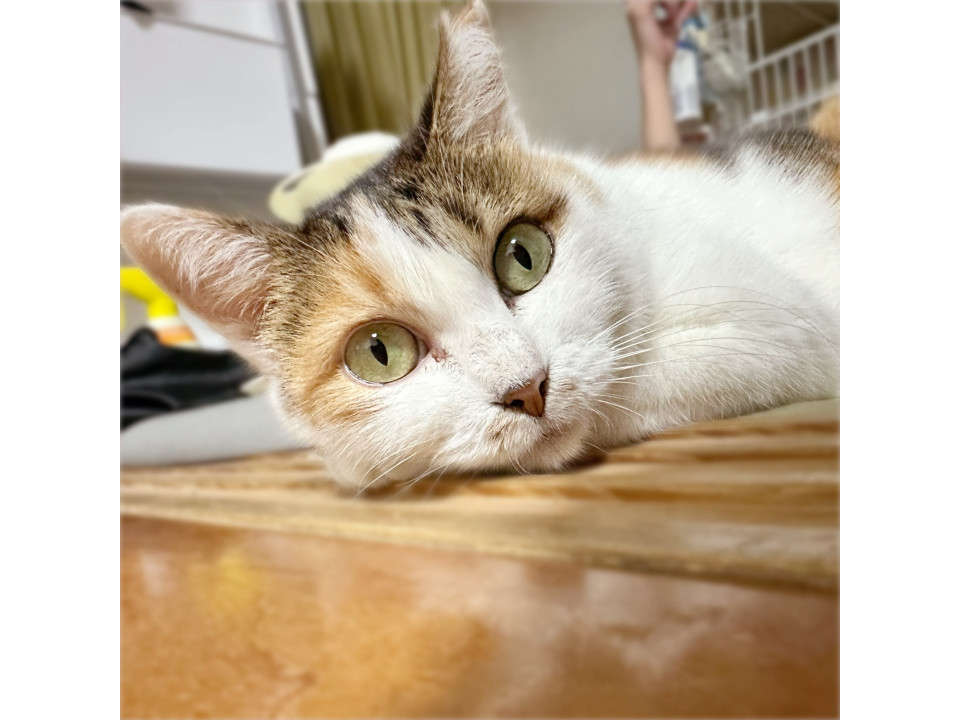 人馴れ抜群❤️三毛猫みずなちゃん