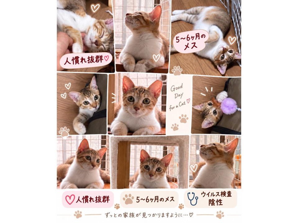 前から見ると茶トラだけど三毛猫ちゃん♡