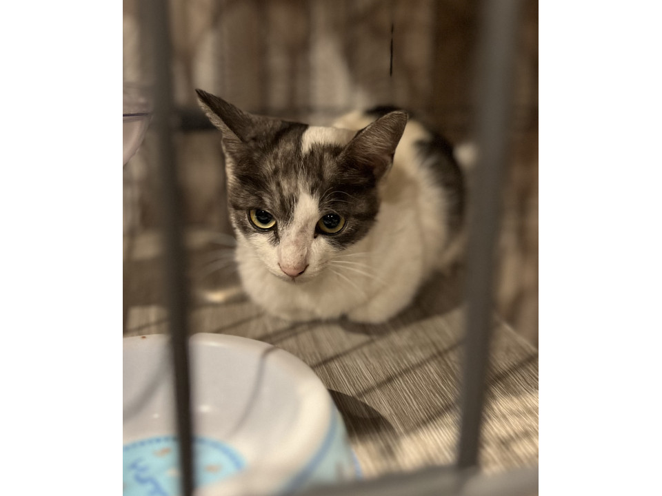 ２ヶ月、メスの子猫