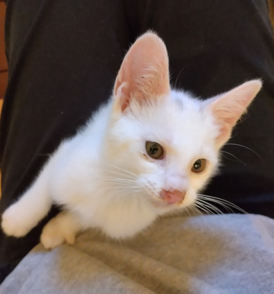 白猫ちゃん♡膝乗り子猫