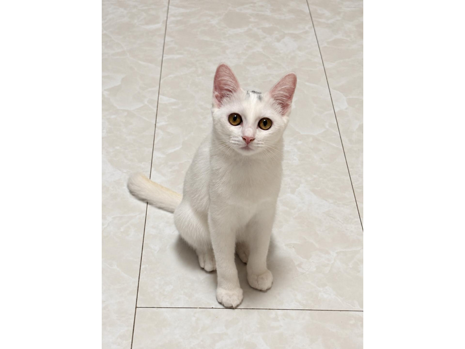 美猫さんです♪