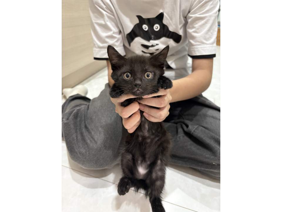 甘えん坊の黒猫女子です♪