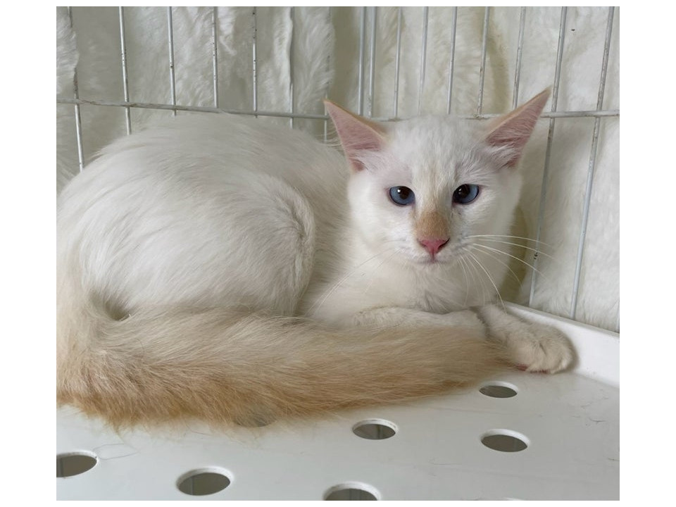 白（少し茶）中毛子猫♂約5ヶ月