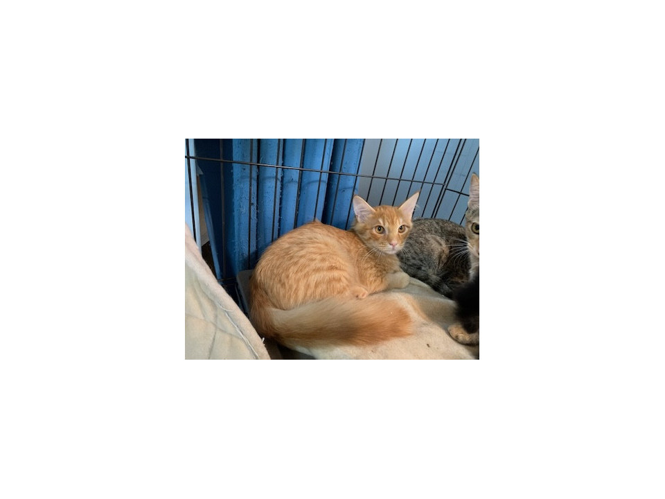 もふもふ半長毛の茶トラ