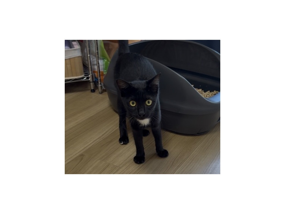 胸と右後ろ足に白い模様のある黒猫ちゃん