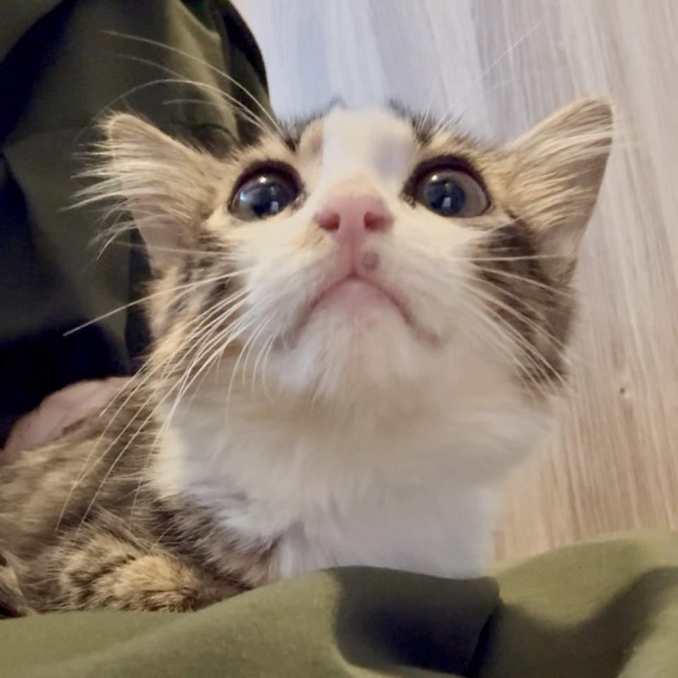 甘えん坊な可愛いふわふわ子猫♡