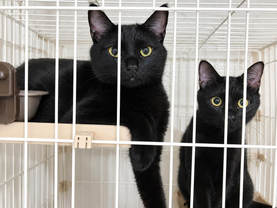 黒猫ちゃんの兄妹 1歳半 避妊去勢済