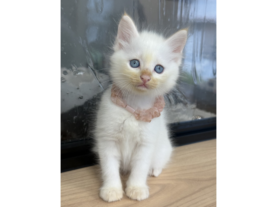 青い眼のモフモフ白猫ちゃん