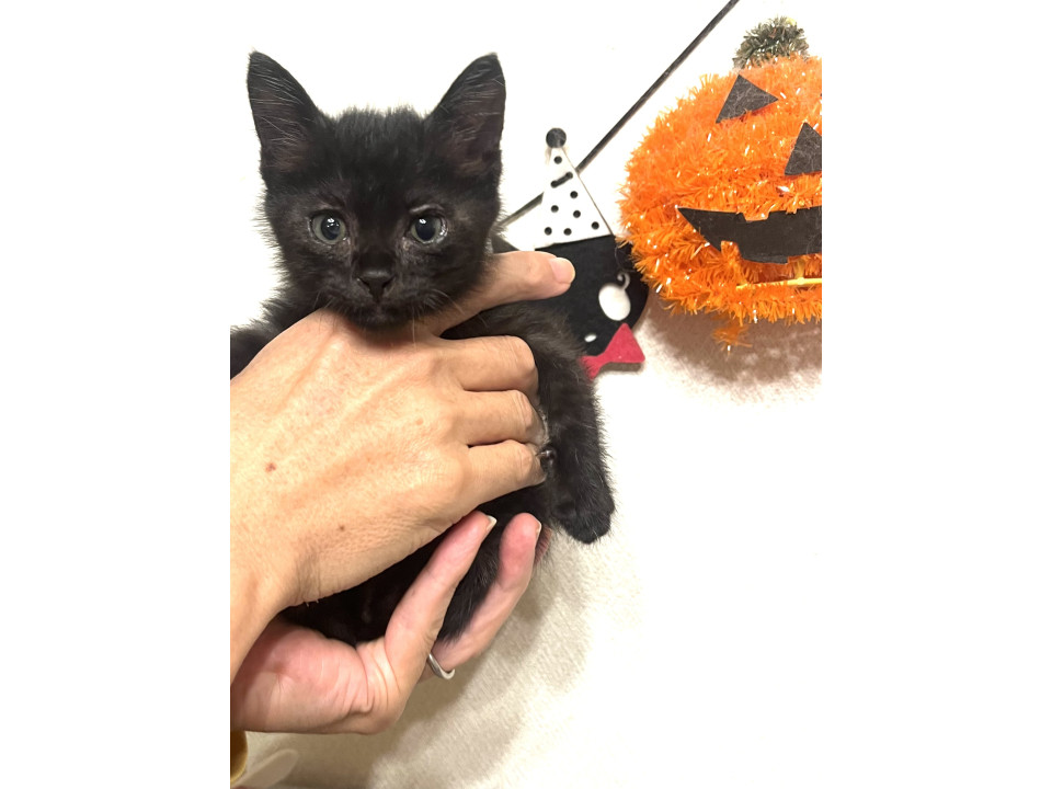 黒仔猫⭐︎1ヶ月半位⭐︎男子