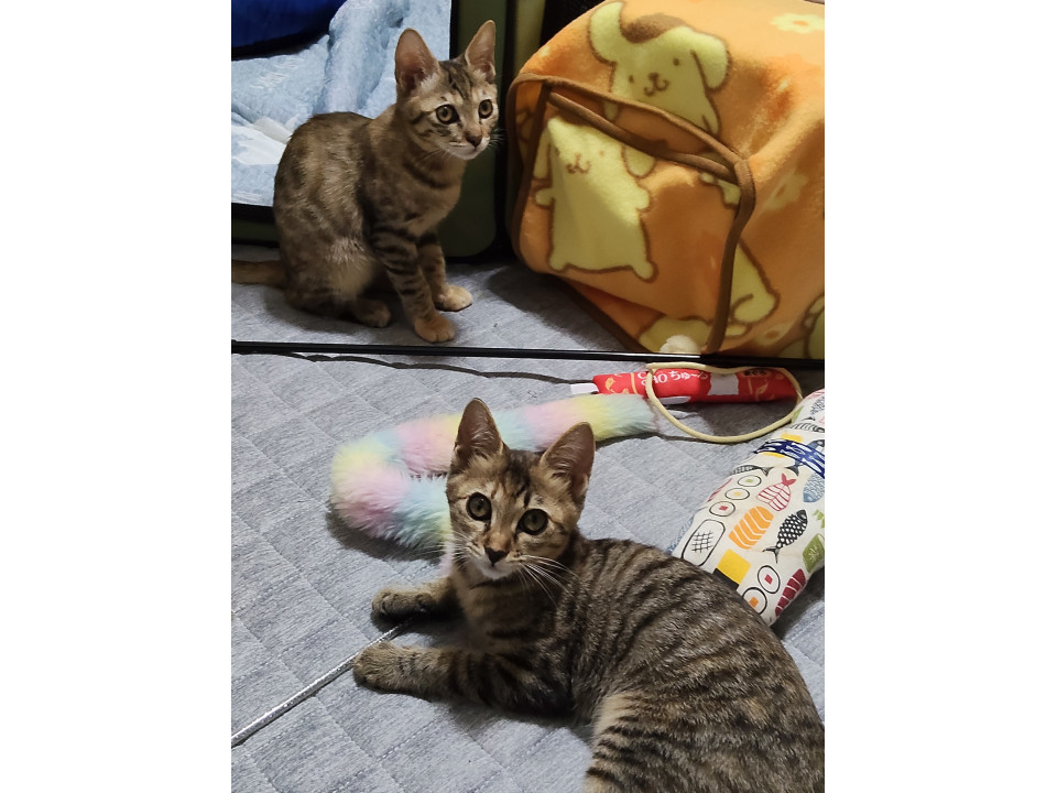 どっちがどっちかわからかな？