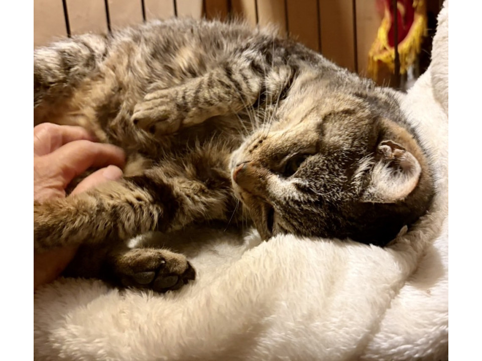 超甘えん坊　キジトラ猫ちゃん