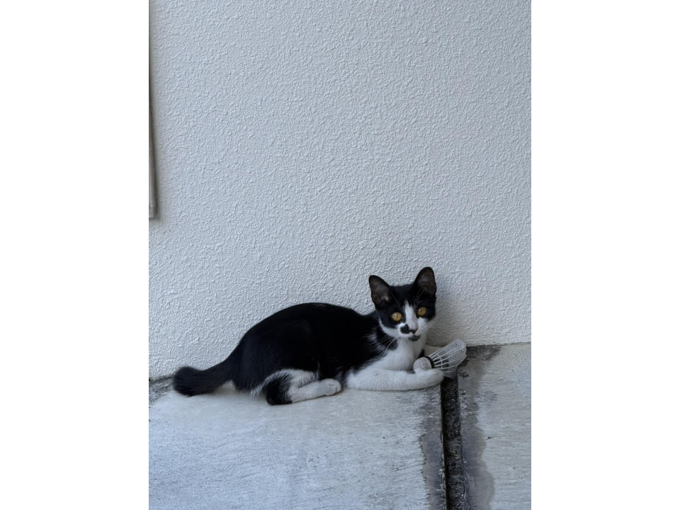 遊びが好きな白黒子猫ちゃん
