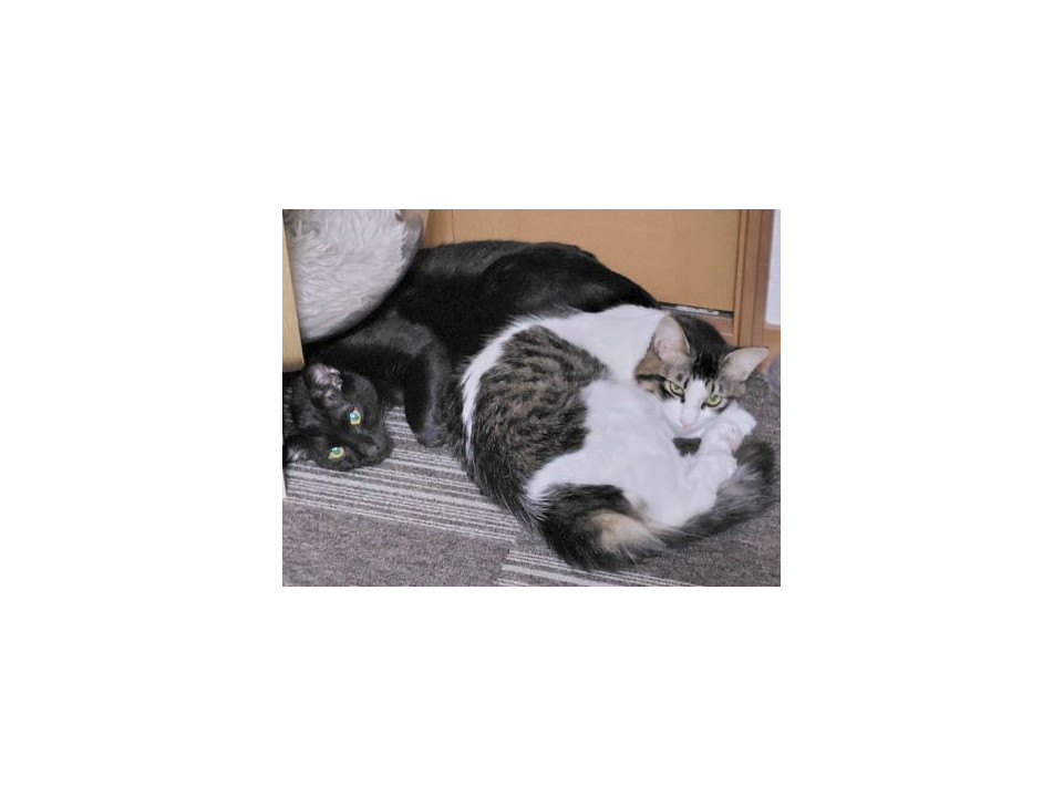 黒猫オス＆サバ白メスの美猫兄妹