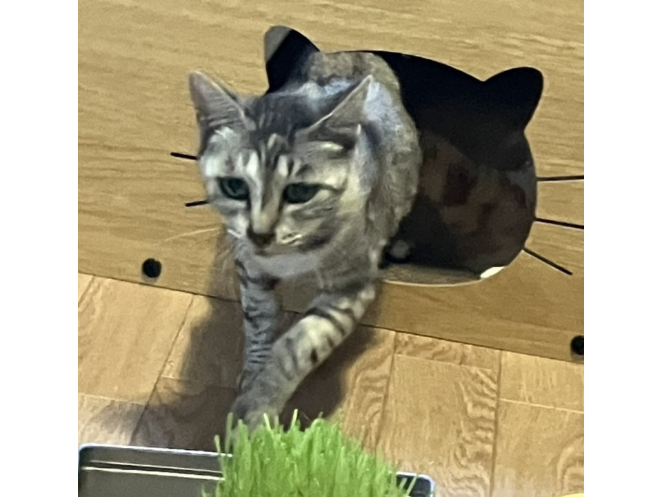 ラテちゃんハンデあり
