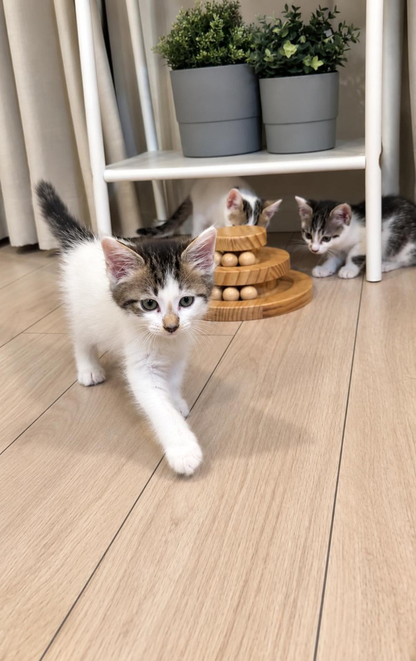 3兄妹少し長毛のおっとり♡キソ君♡
