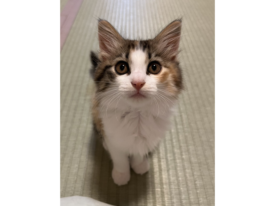 人大好き甘えん坊♡三毛長毛 2ヶ月