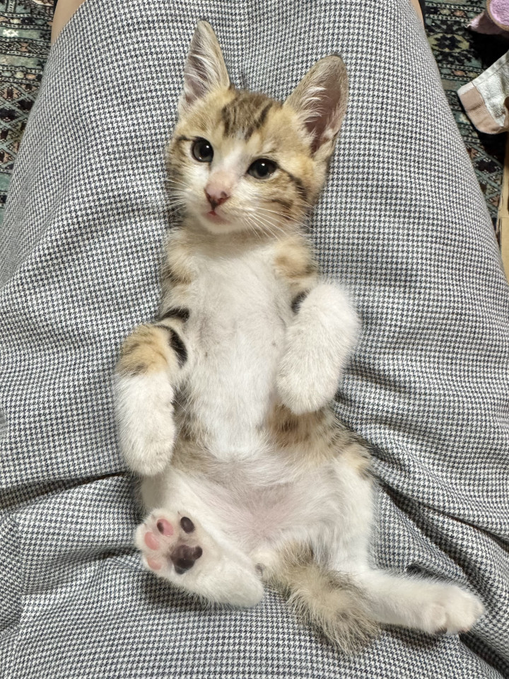 キジシロの男の子