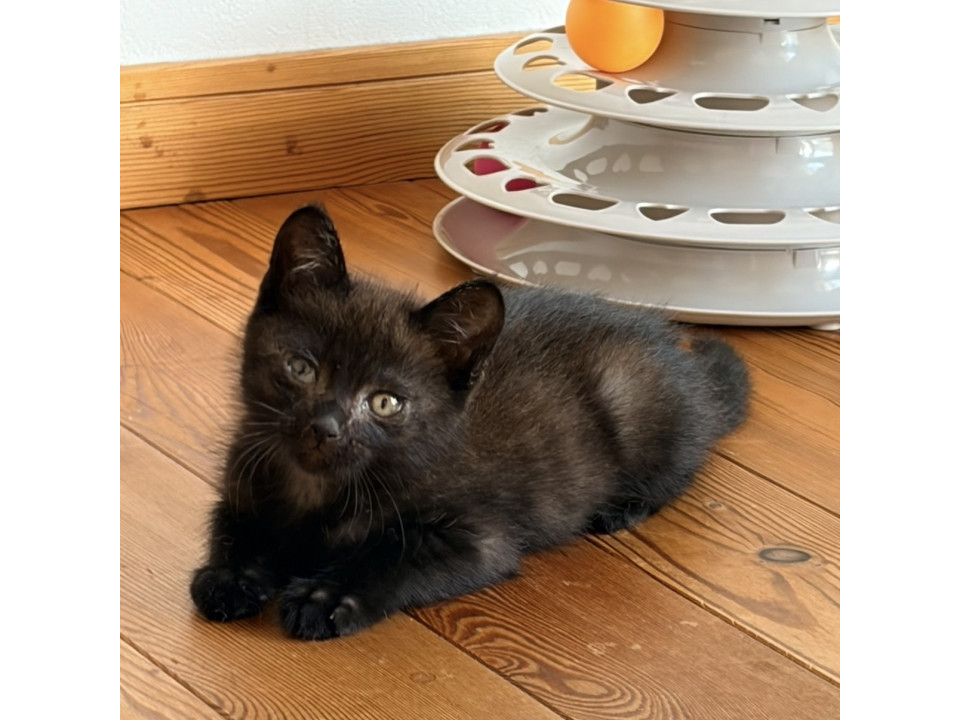 生後1ヶ月の子猫
