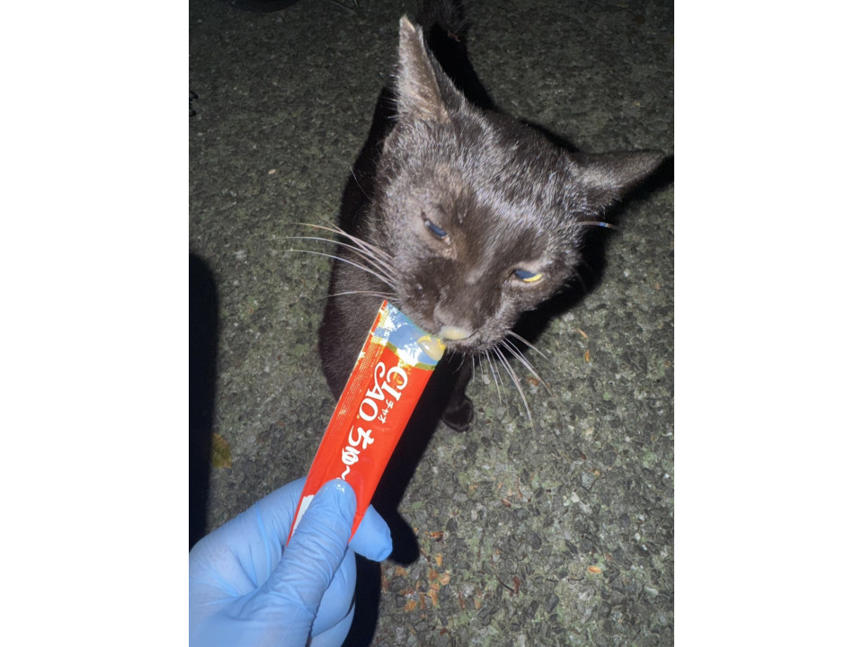 優しい黒猫
