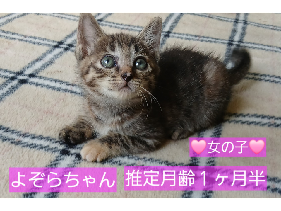 生き残っていてくれた子です。