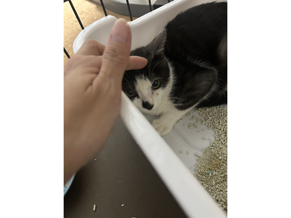 早急にお迎え可能な方！4ヶ月★子猫★