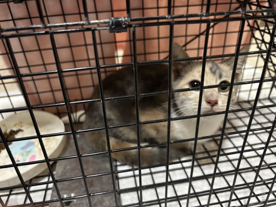 ３カ月の子猫　国道添いにリリースします