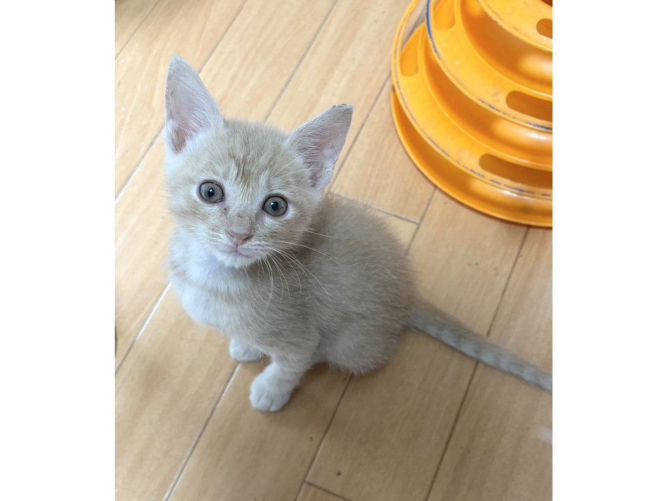 ファンが急増！甘えん坊ベビ王子1ヶ月半