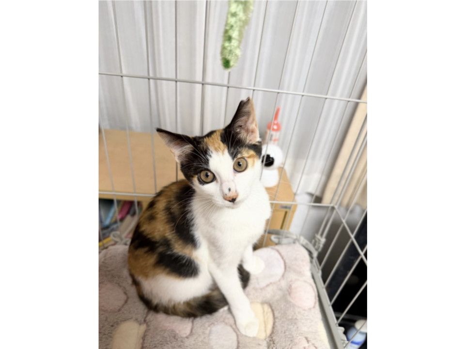 三毛ねこの花ちゃん❣️
