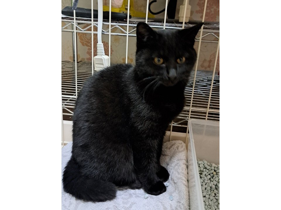 甘えん坊の黒猫ちゃん　男の子