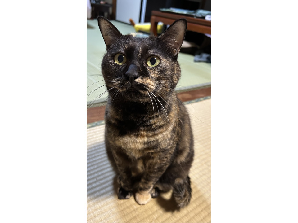 おっとりサビィちゃん
