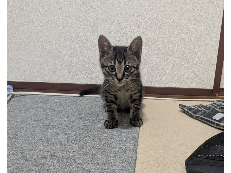 やんちゃで元気な子猫ちゃん