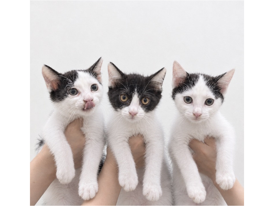 可愛い盛りの子猫たち❤️