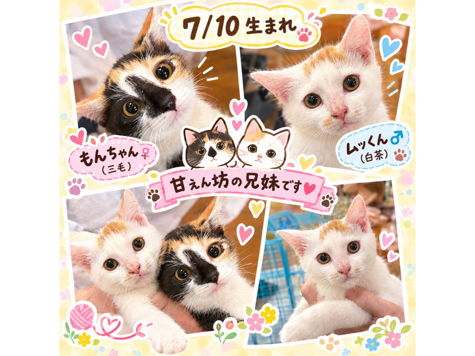 三毛、茶白、甘えん坊さん　兄妹