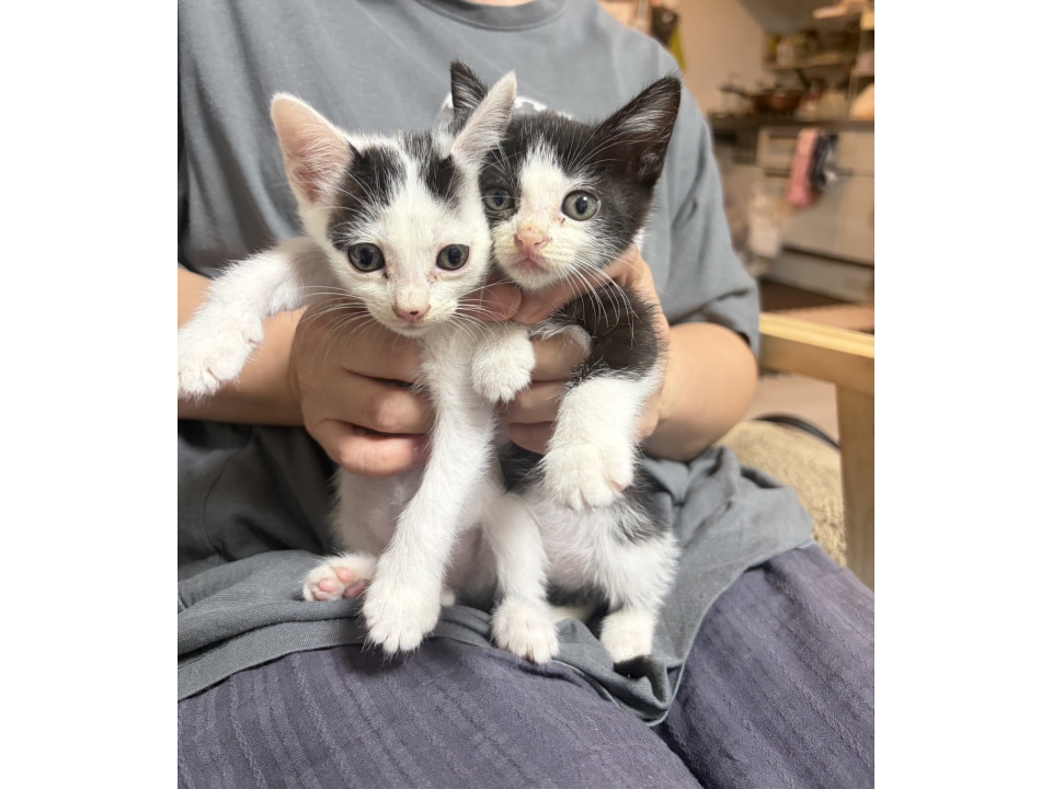 かわいい姉妹の子猫ちゃん